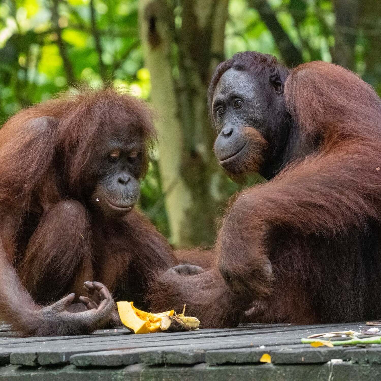 Borneo 2026