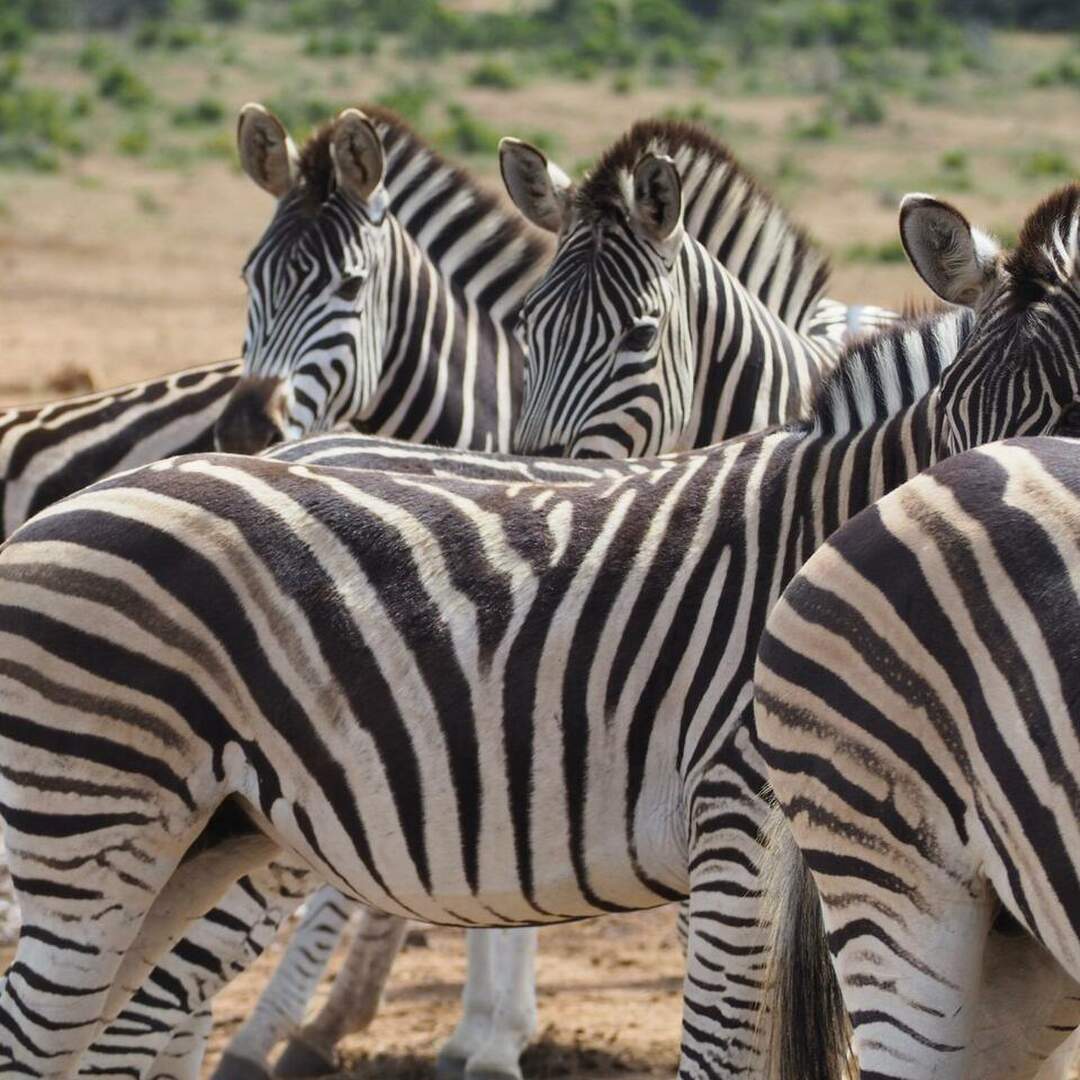 Südafrika