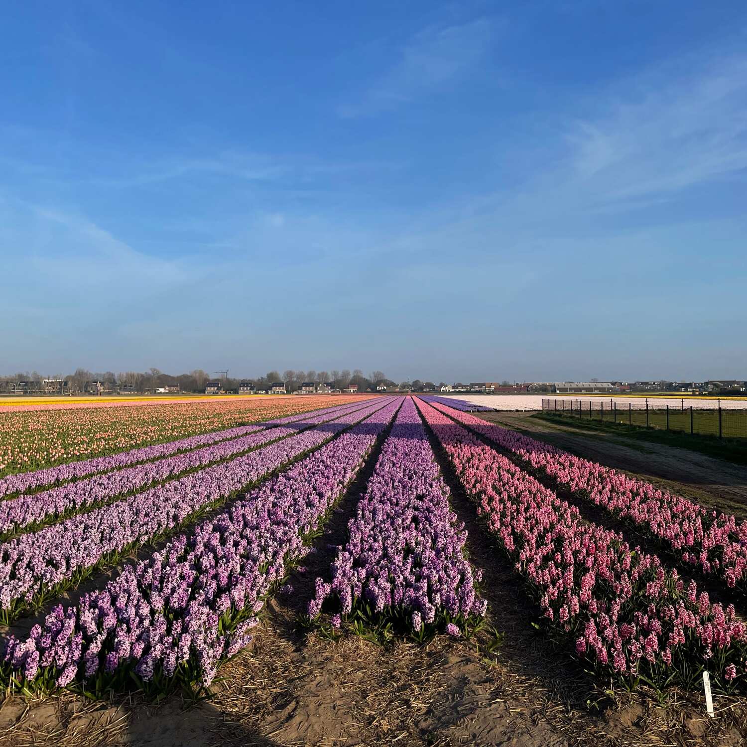 Tulip fields in Holland 🌷🇳🇱
