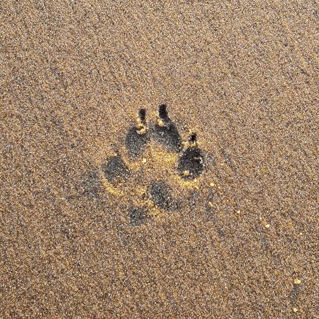 Holland - Callantsoog 2022