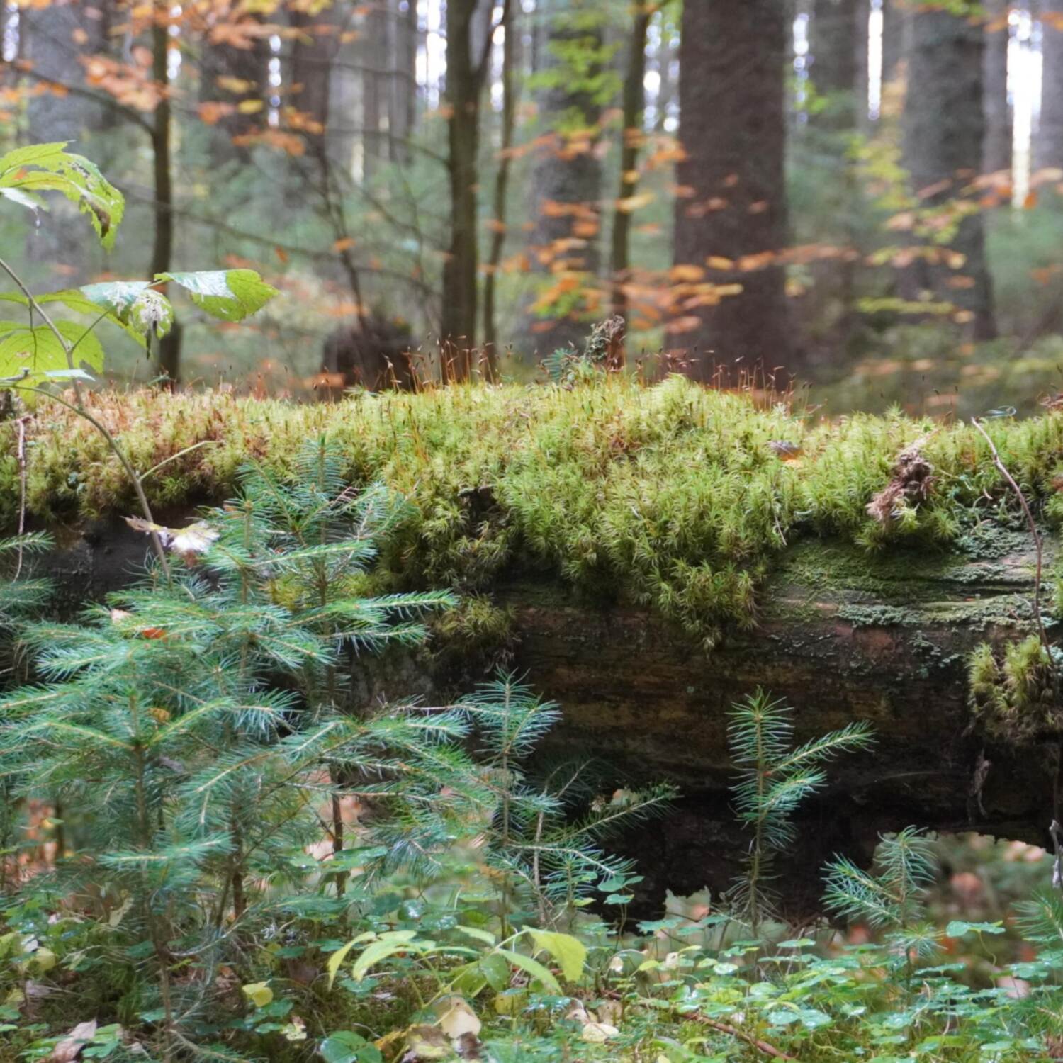 Kurztrip in den Bay. Wald