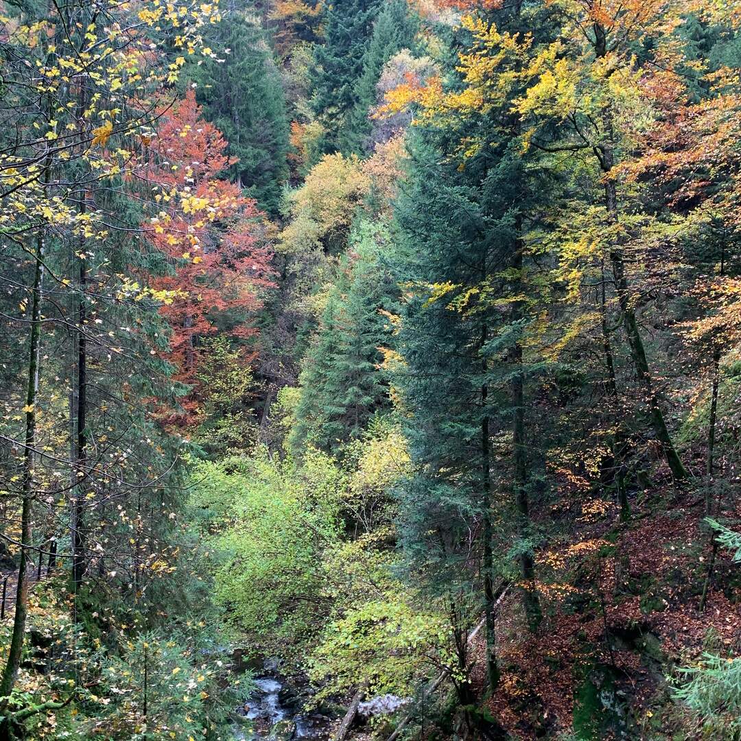 📍Black Forest