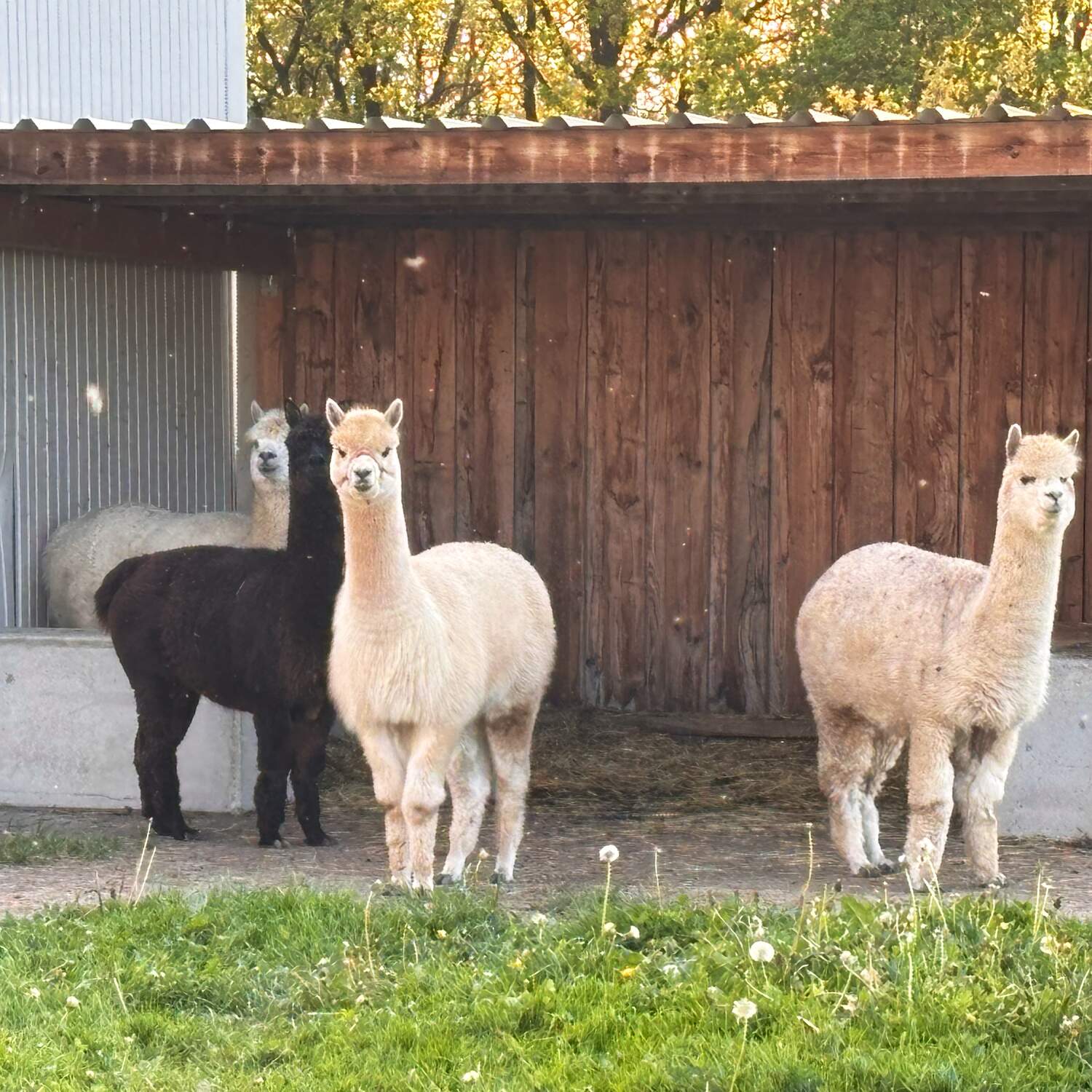Alpaca im Sauerland