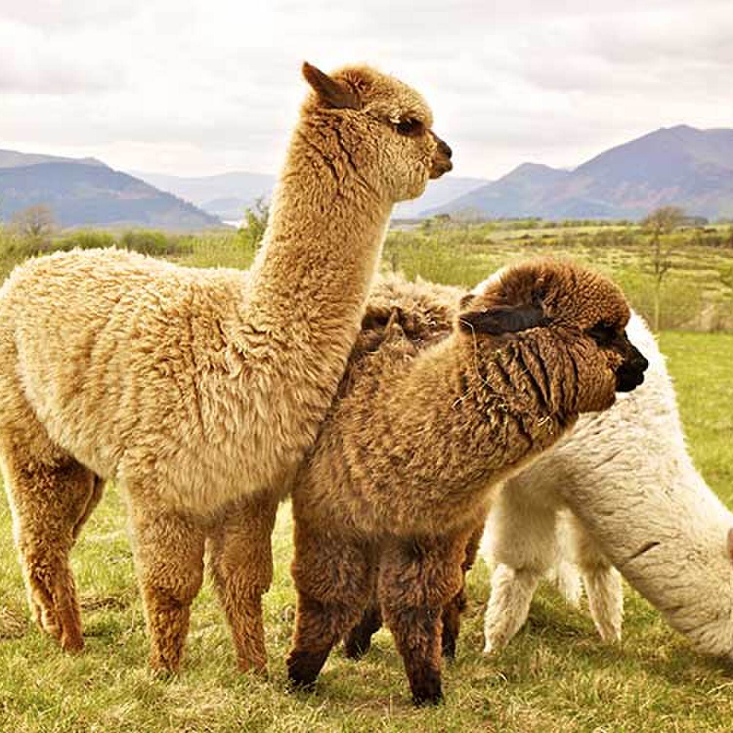 Peru - Lima - Arequipa - Cusco