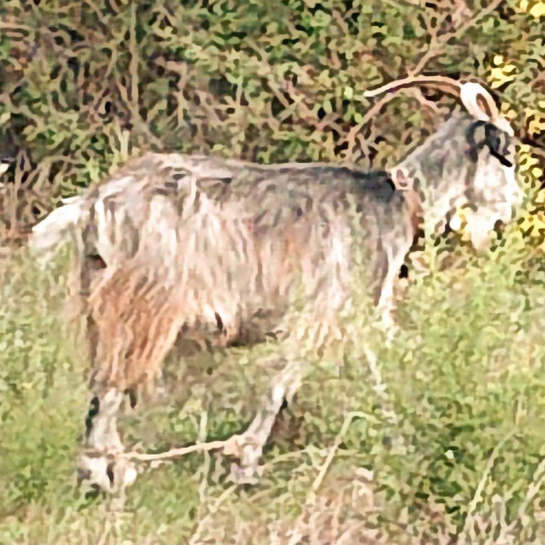 Sardinia