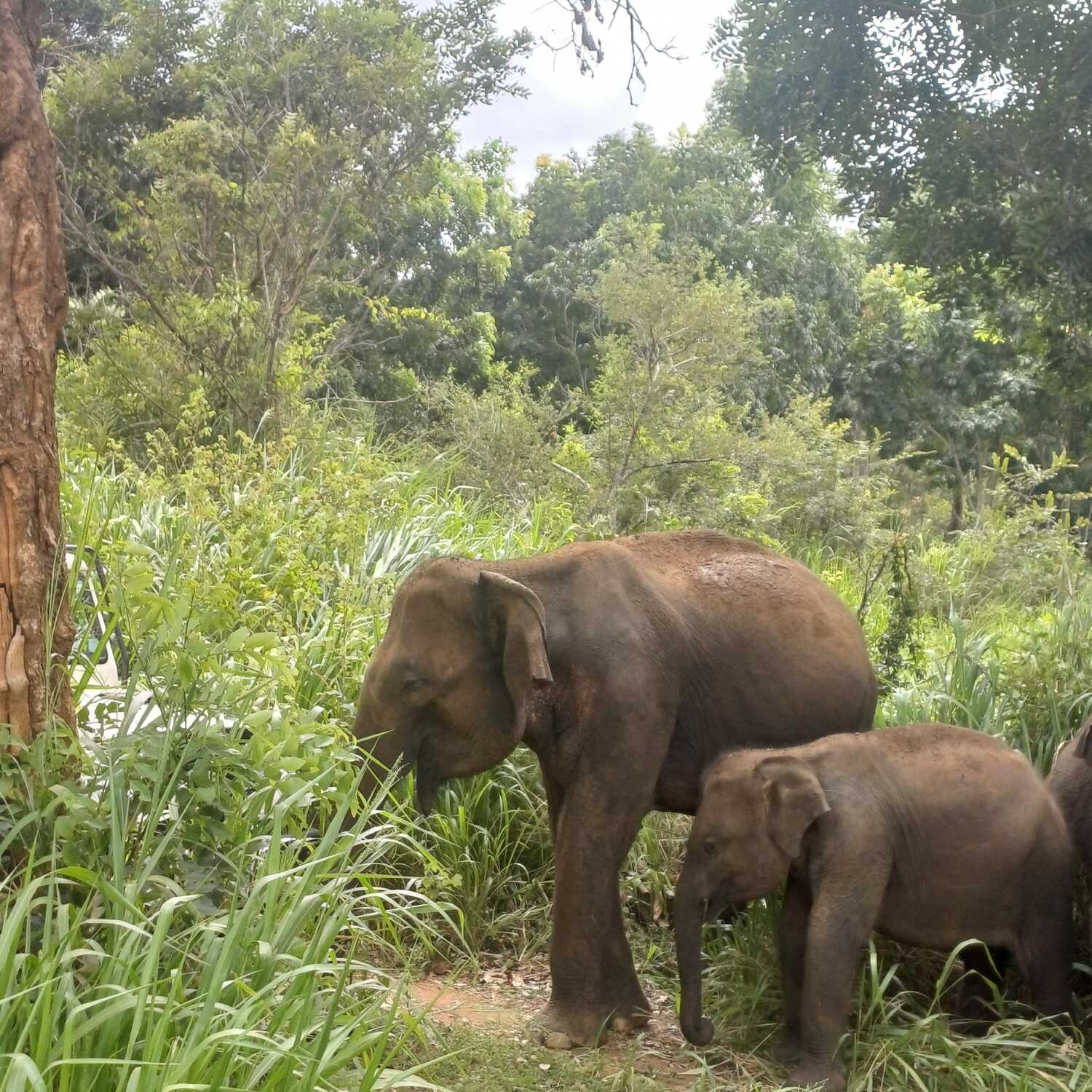 Sri Lanka