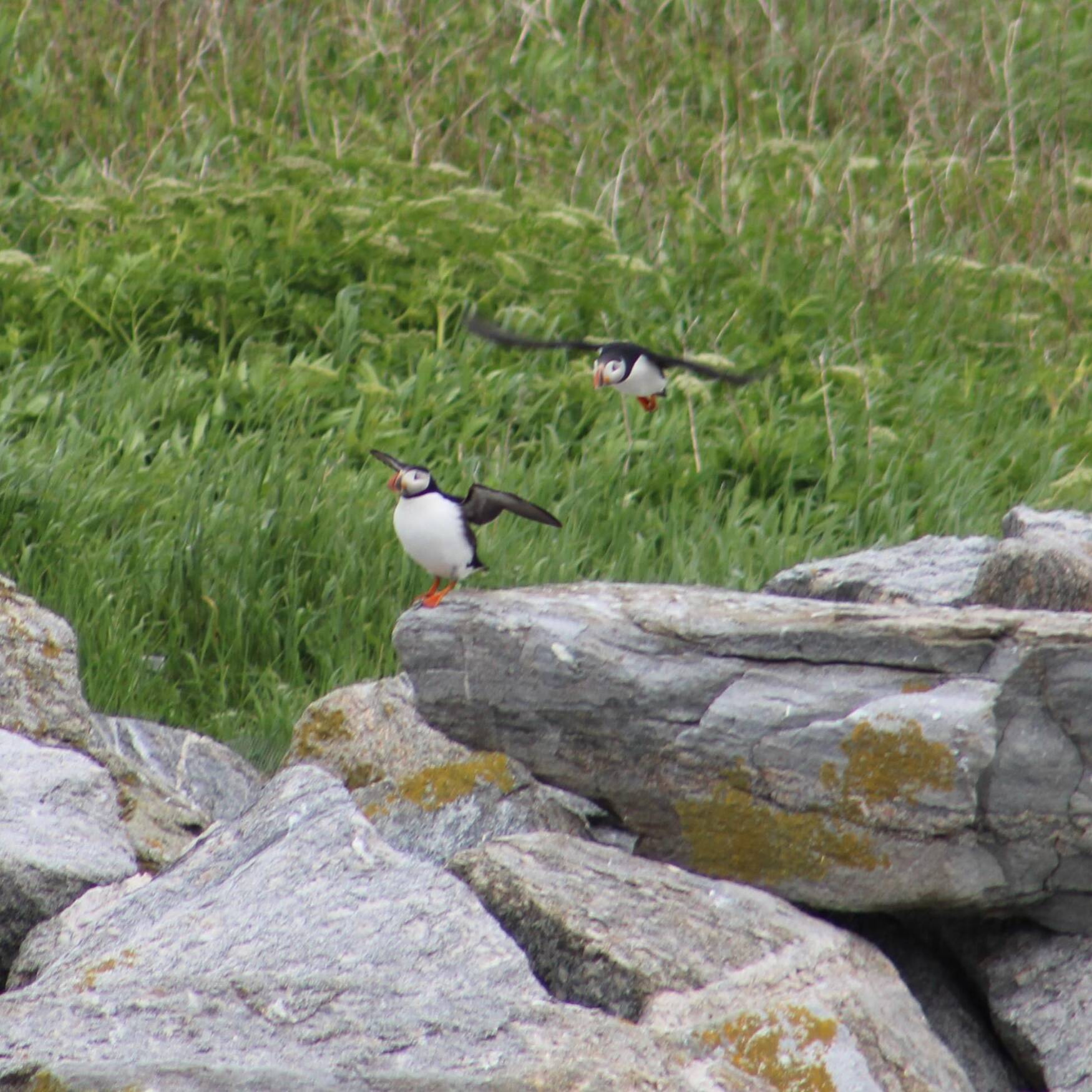 Maine to see the Puffins