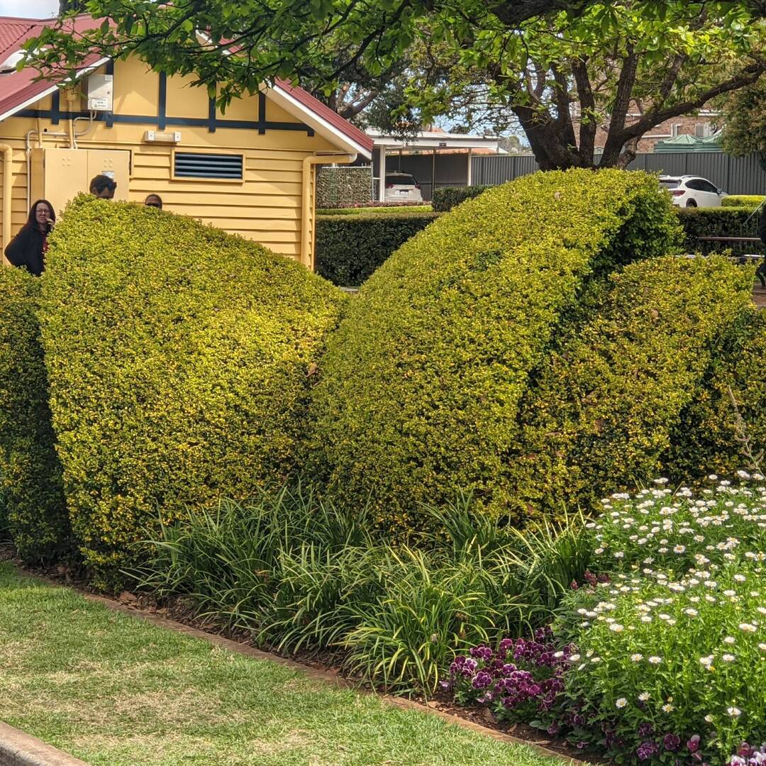 Toowoomba and festivals