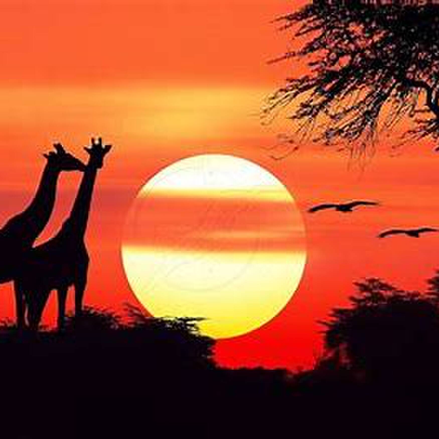 Africa 2023