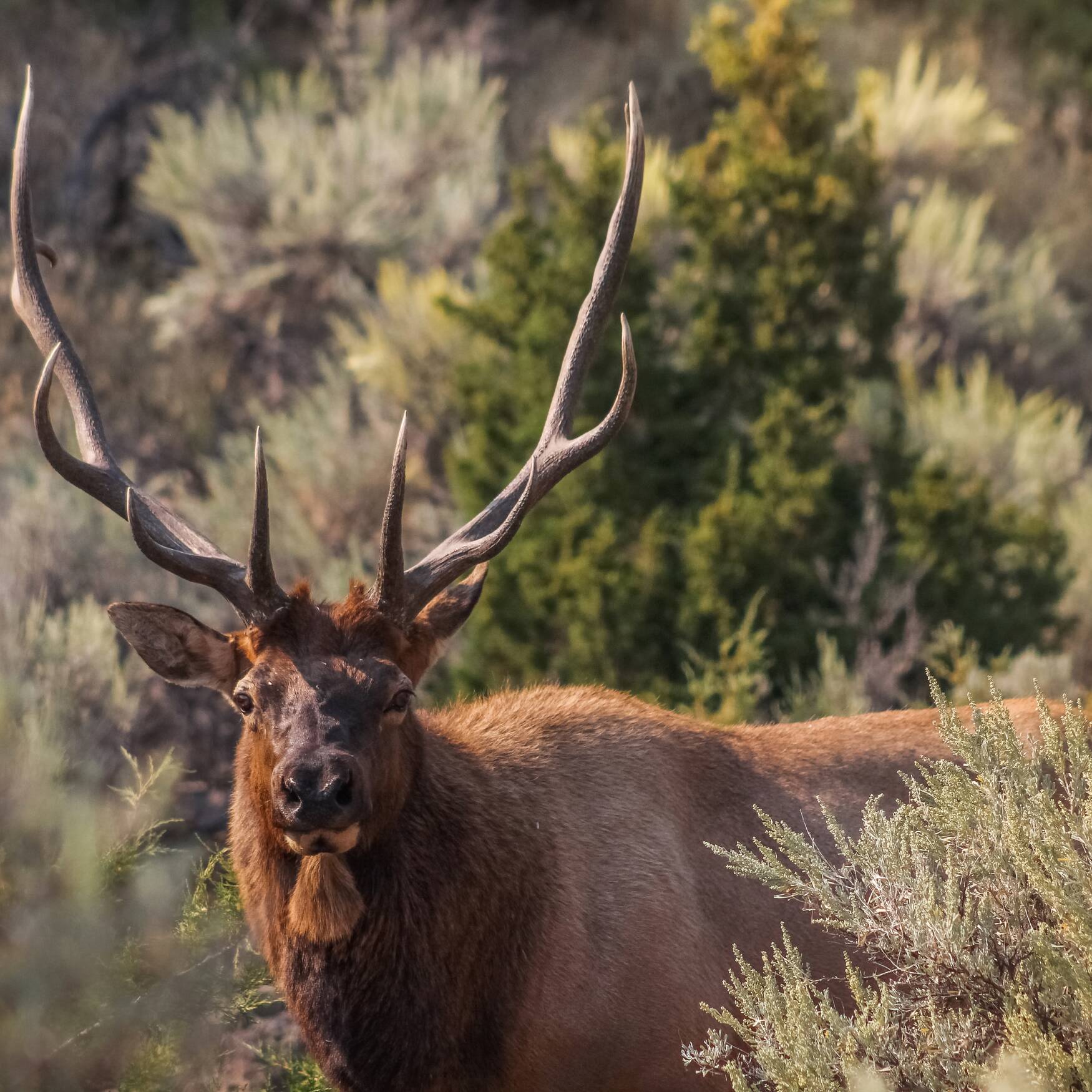 Yellowstone & Grand Tetons