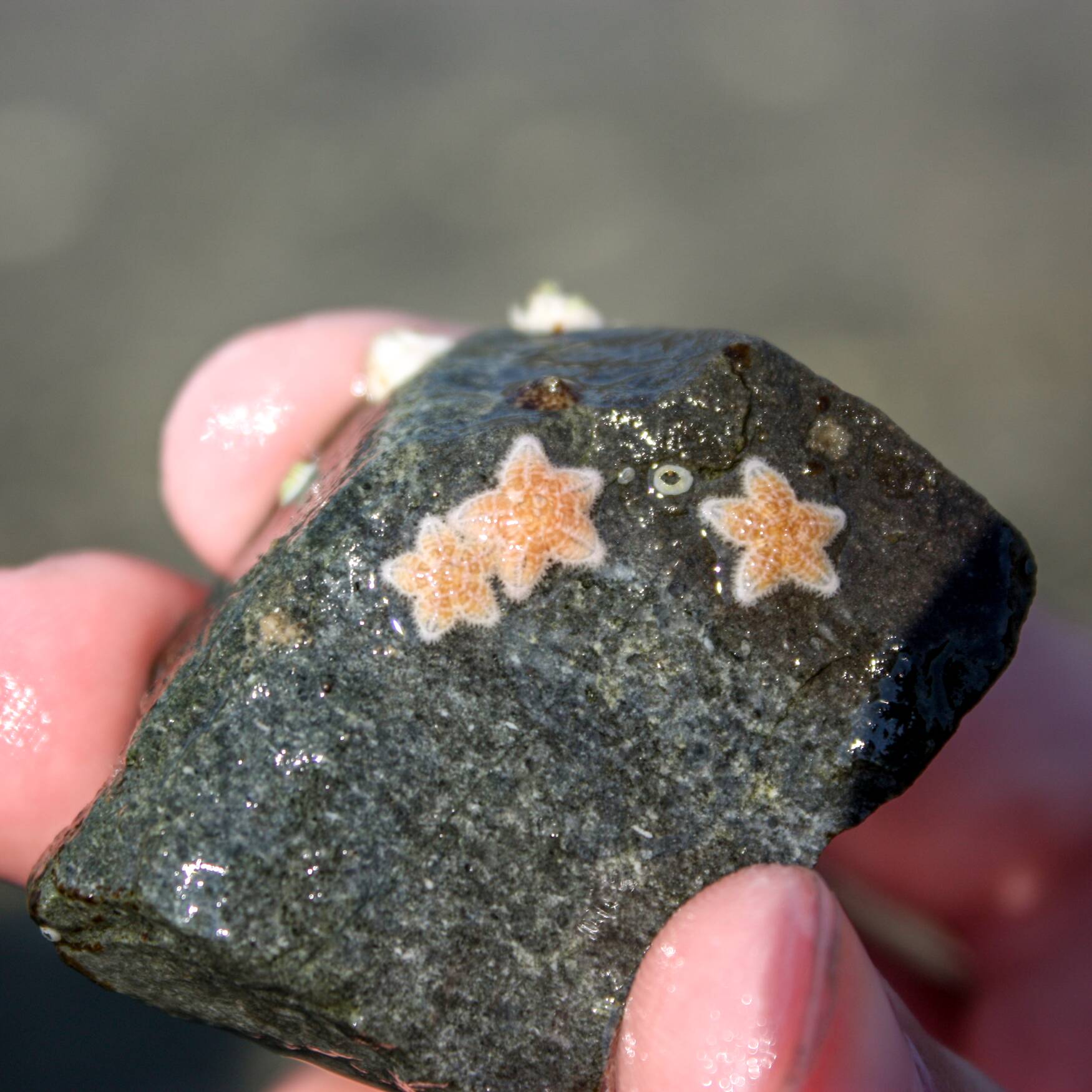 Acadia National Park