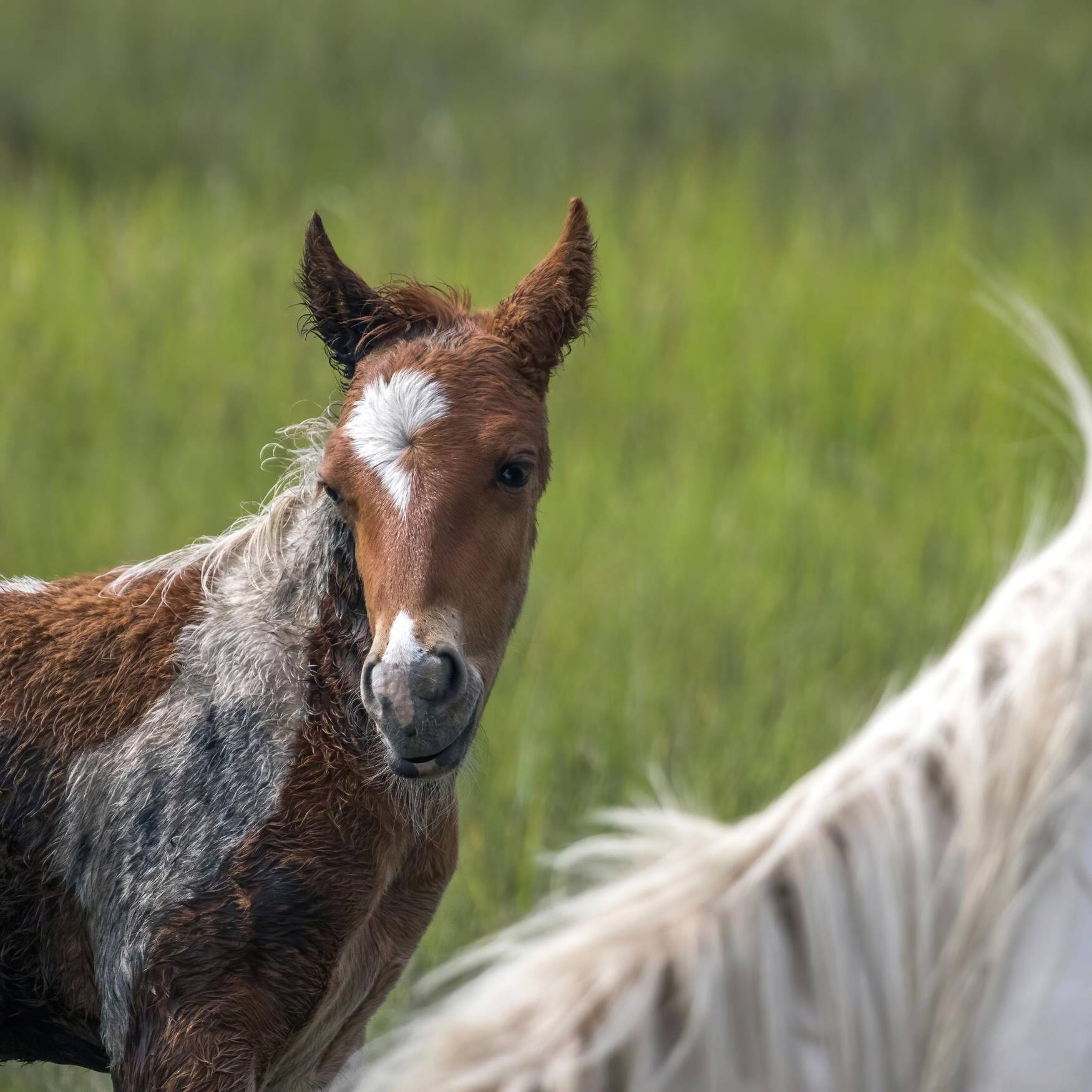 Assateague Island