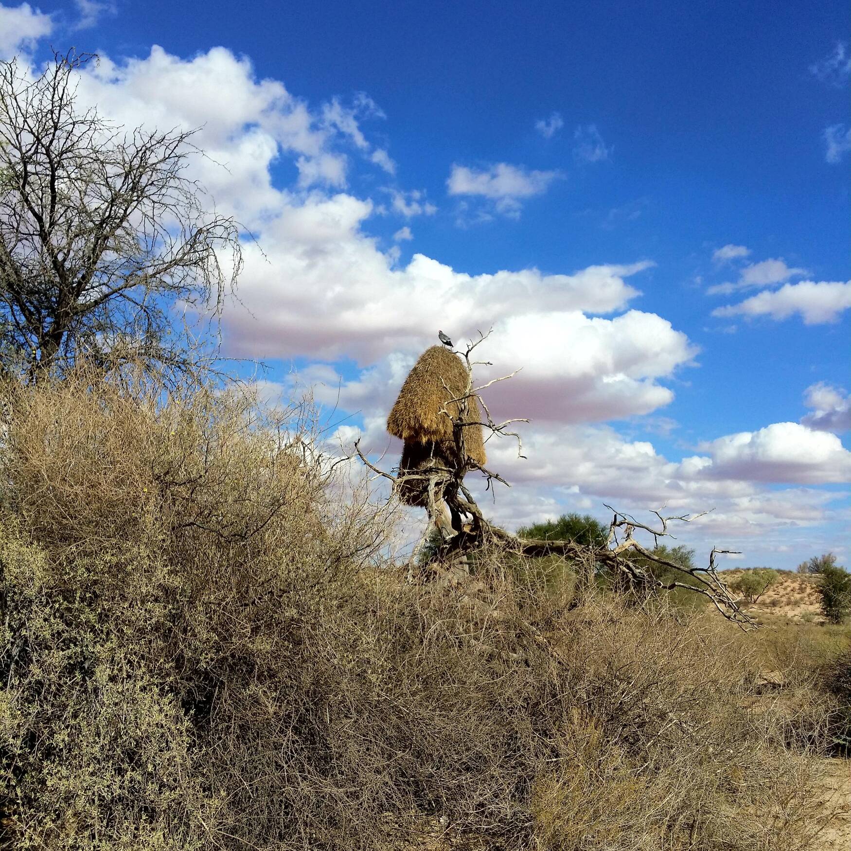 Namibia spontan