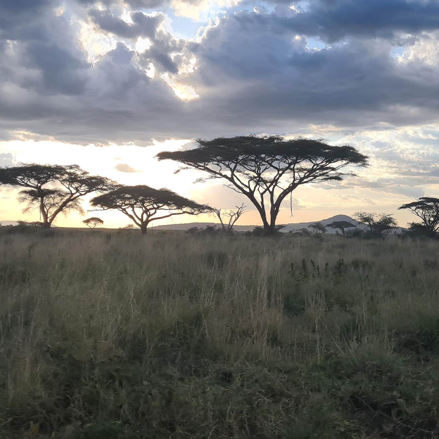 Afrika