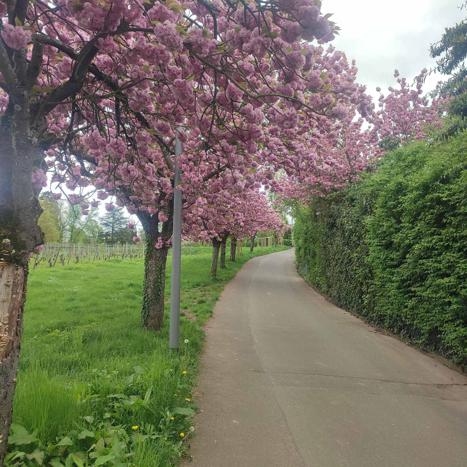 Kurzurlaub am Rhein