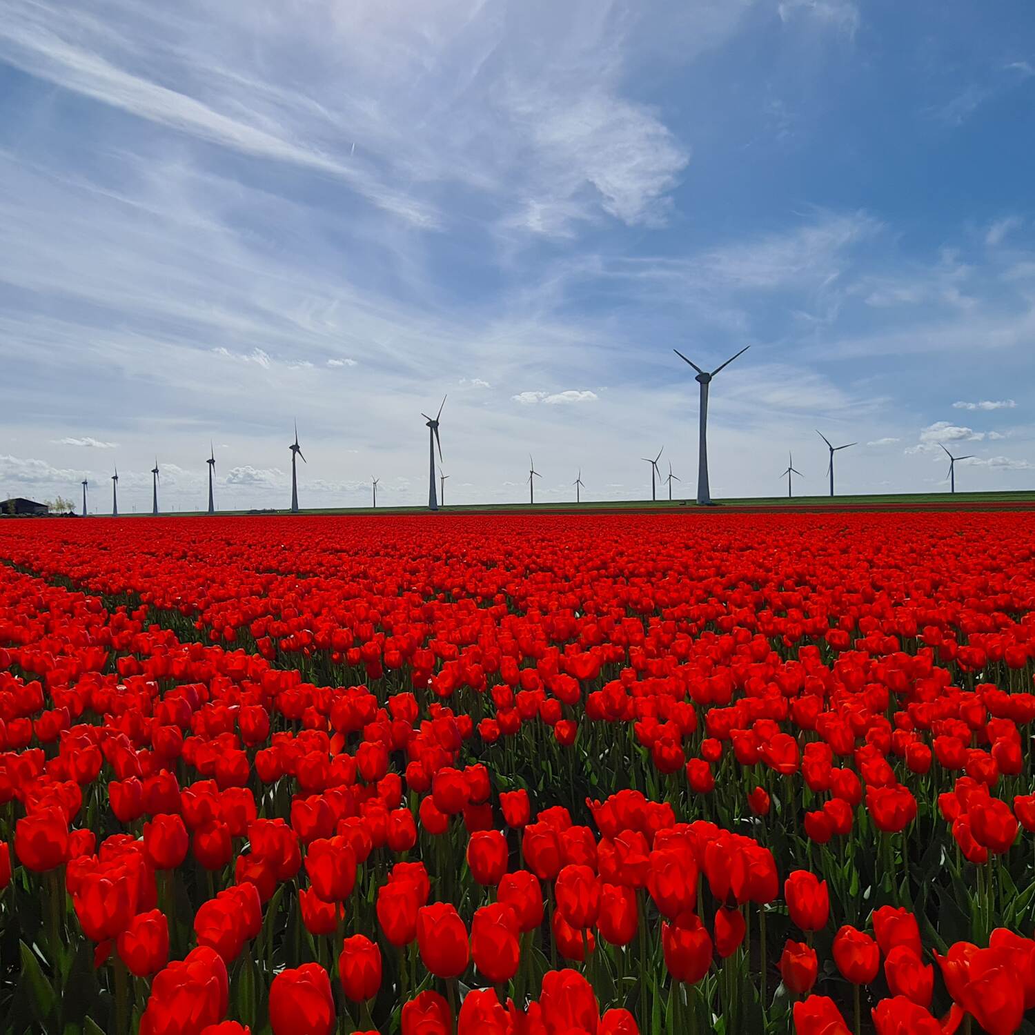 Tulpenfelder Niederlande 🇳🇱