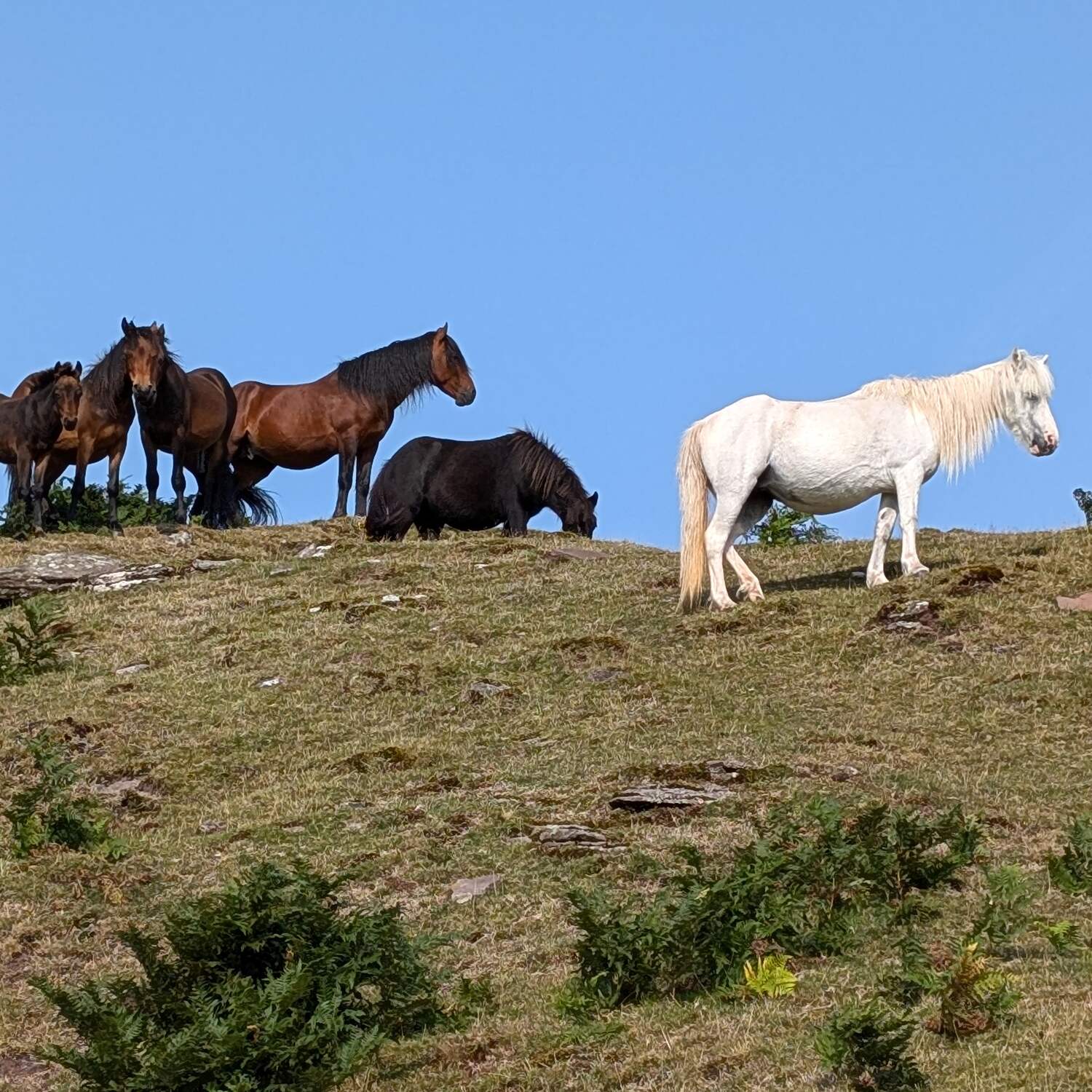 Offa’s Dyke Path 2024/2026