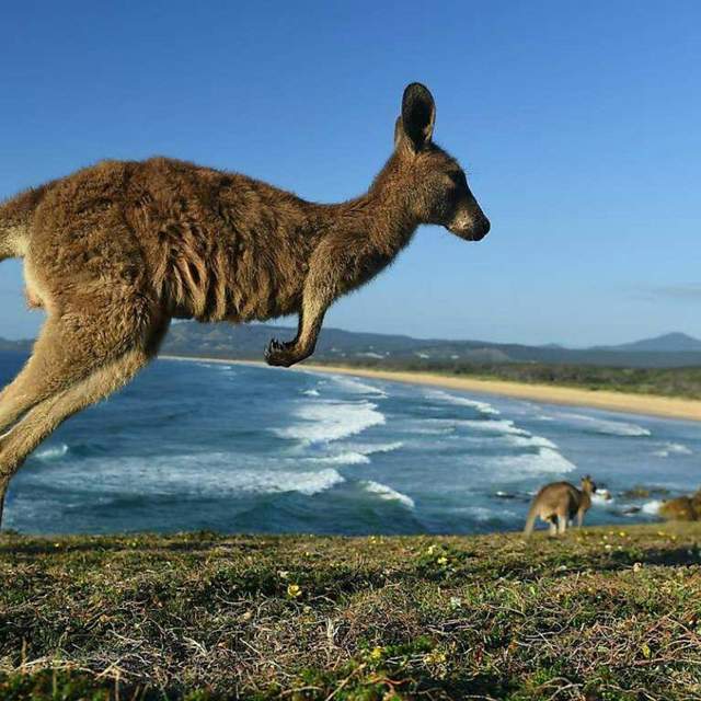 AUSTRALIA HERE WE COME