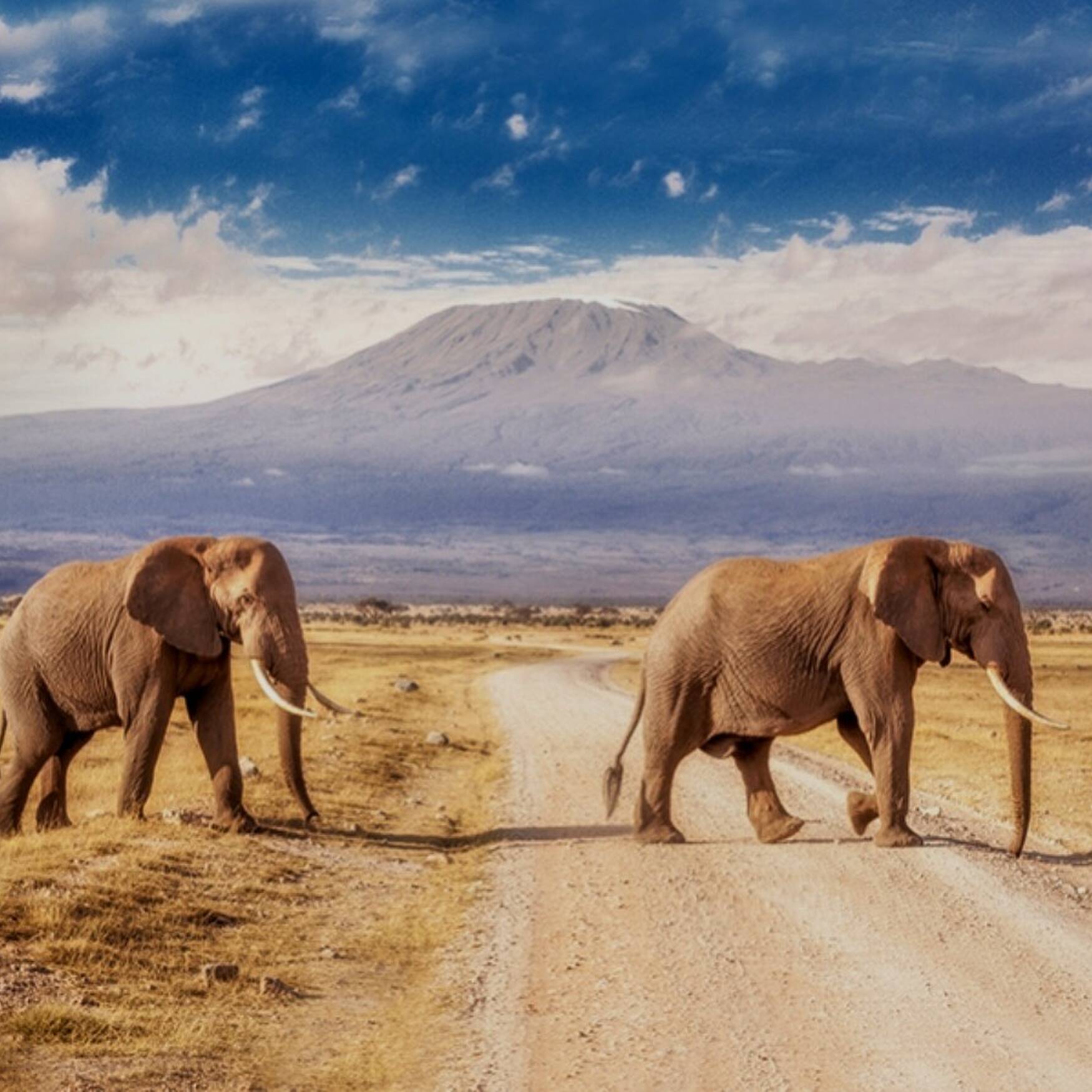 African Adventure