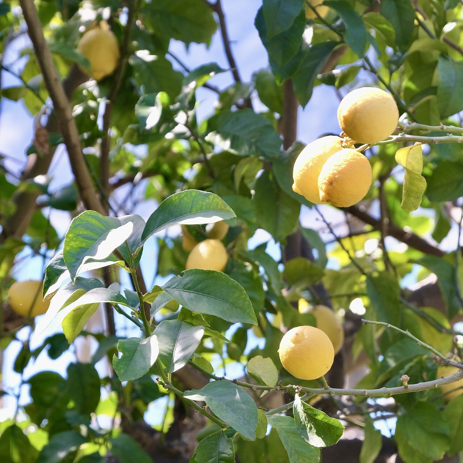 Ins Land der 🍋 Zitronen