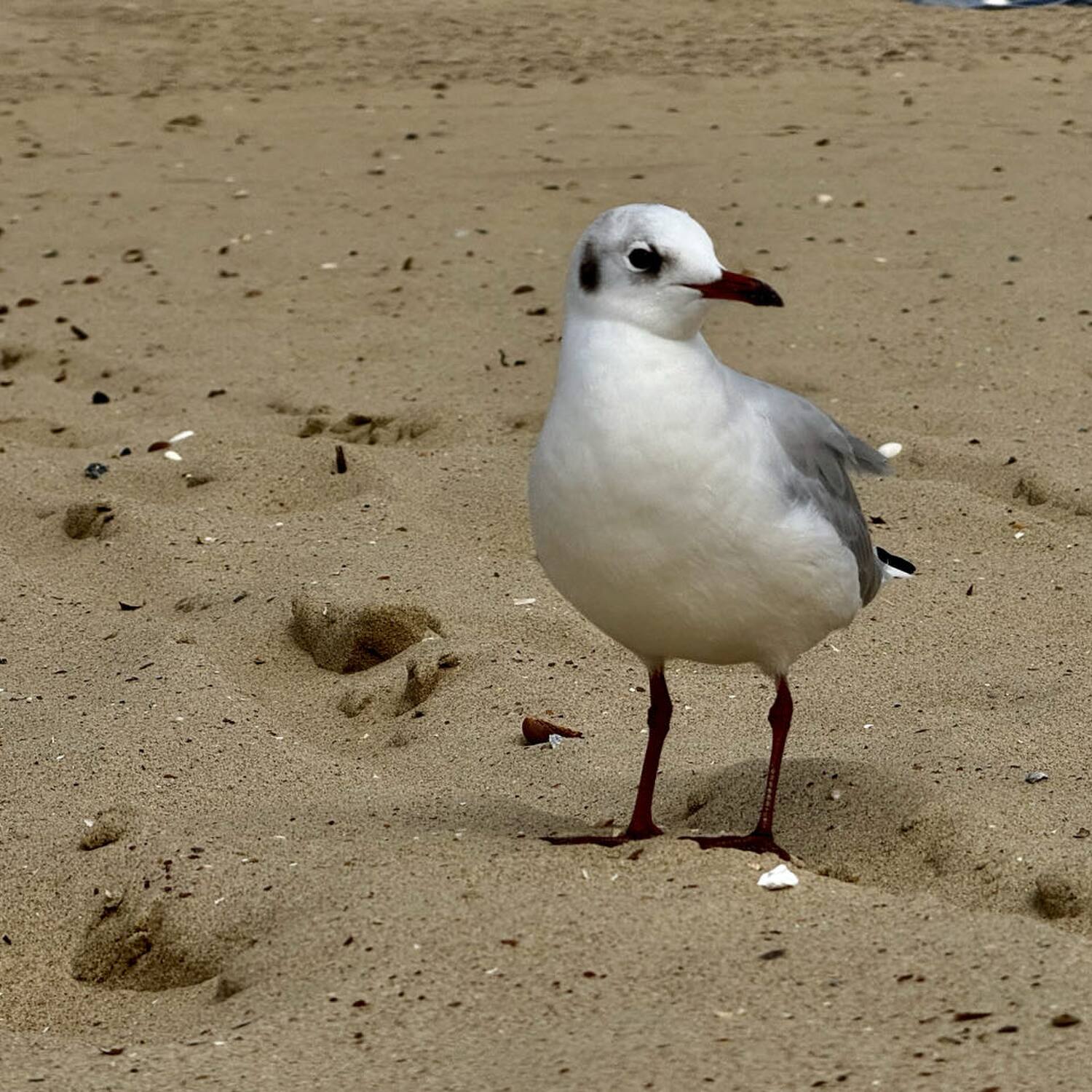 Roadtrip Niederlande