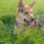 Die 3 von der Laerstraße