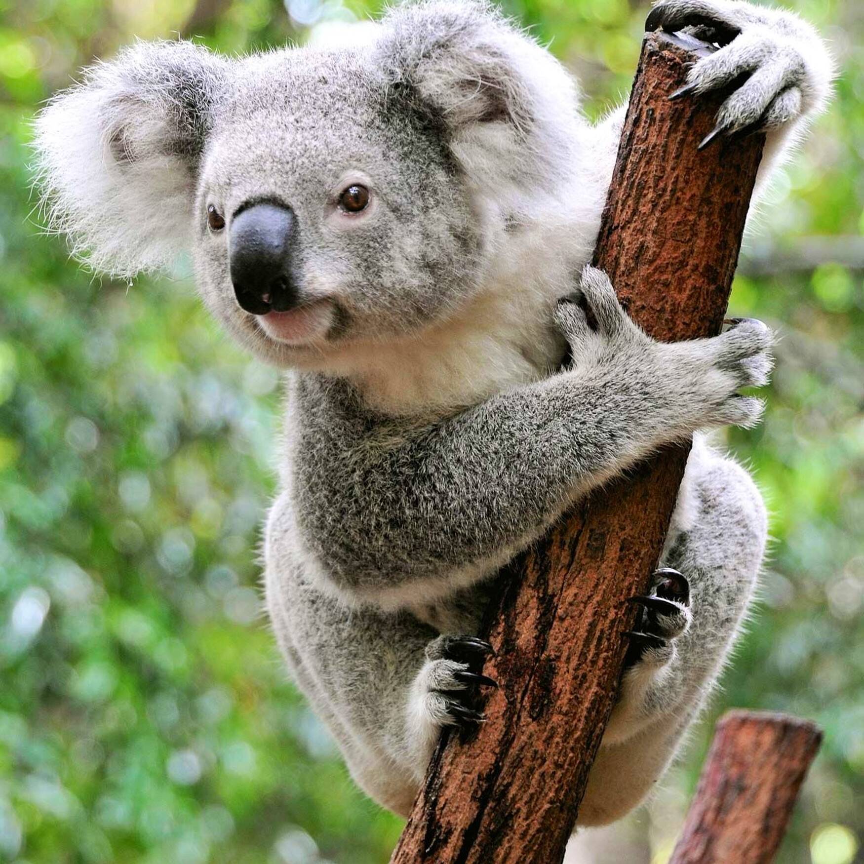 AUS->NZ