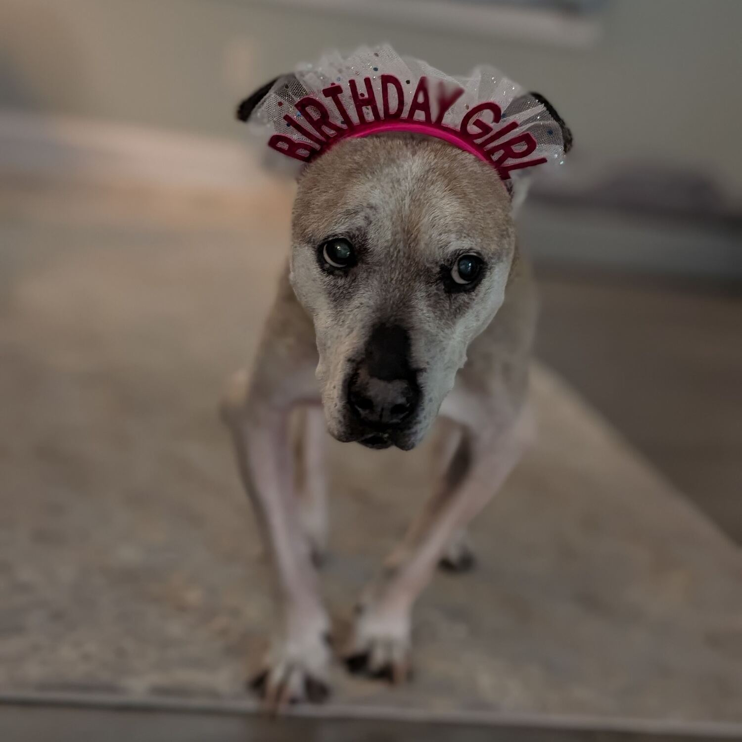 Seneca's Birthday Party!
