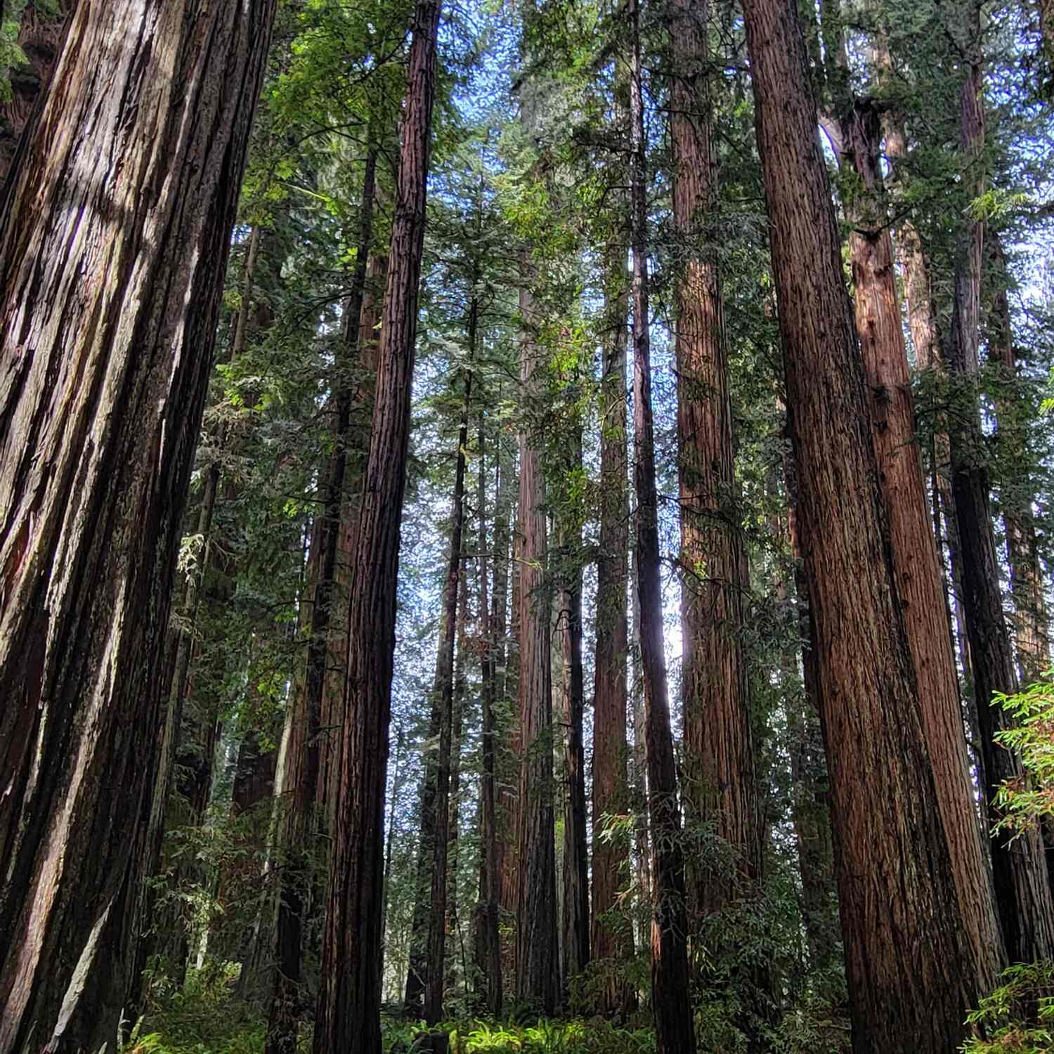 The Redwoods