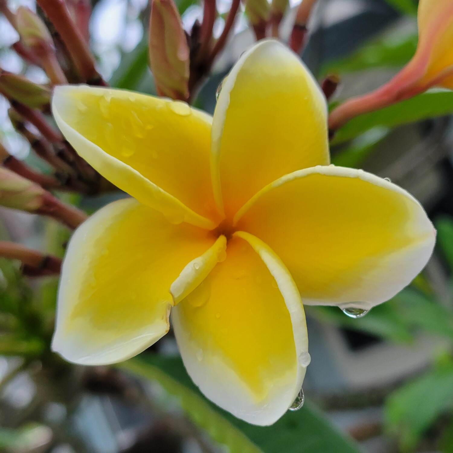 Kauai