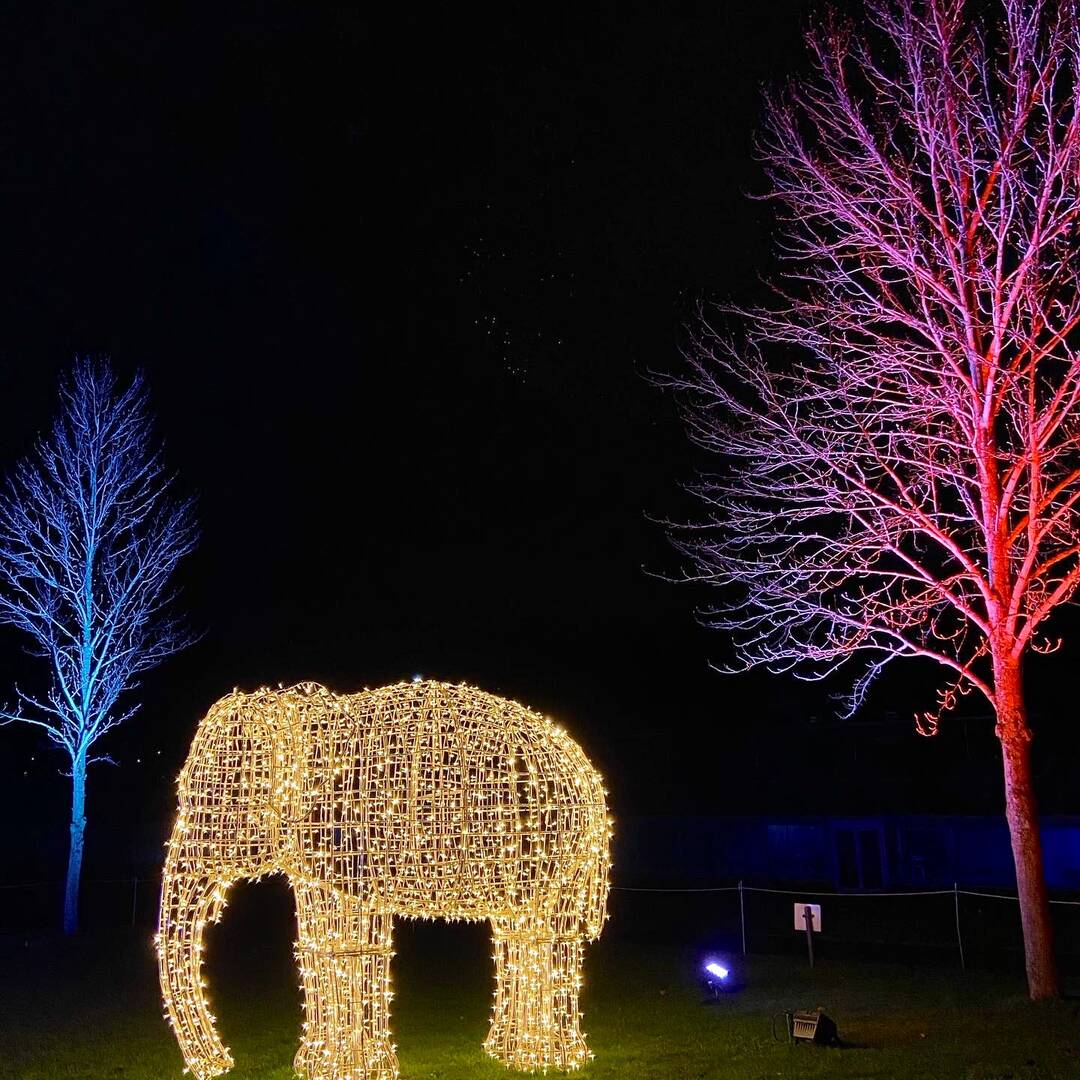 Christmas Garden