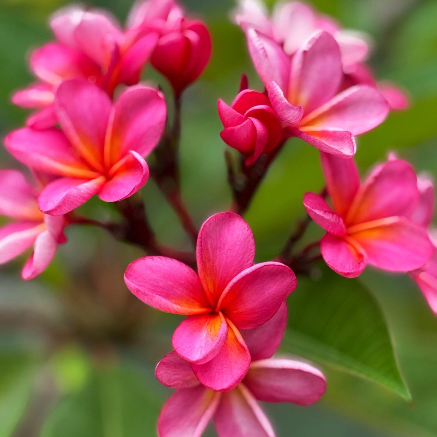 Once upon a Time in LomBaliKok