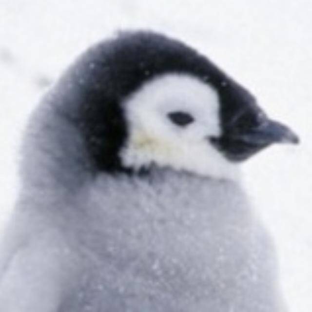 Pinguin47