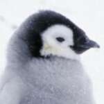 Pinguin47