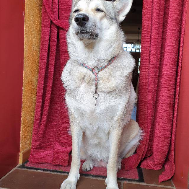 Hennü