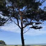 Amy Rose