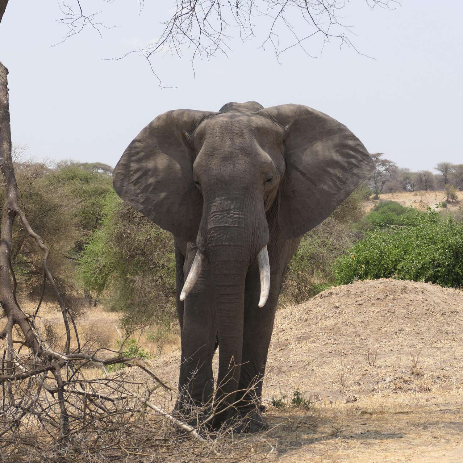 Tansania Safari