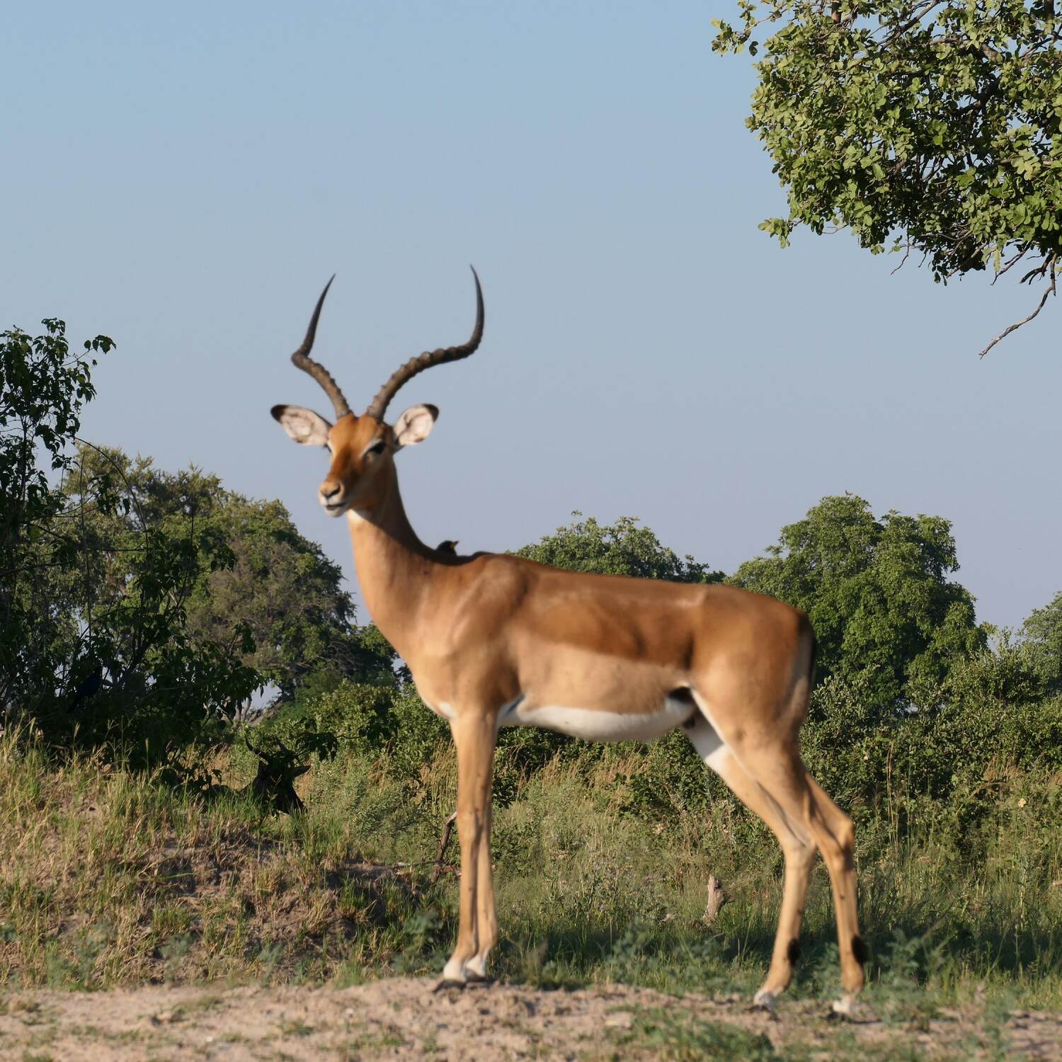 Namibia - Botswana Safari