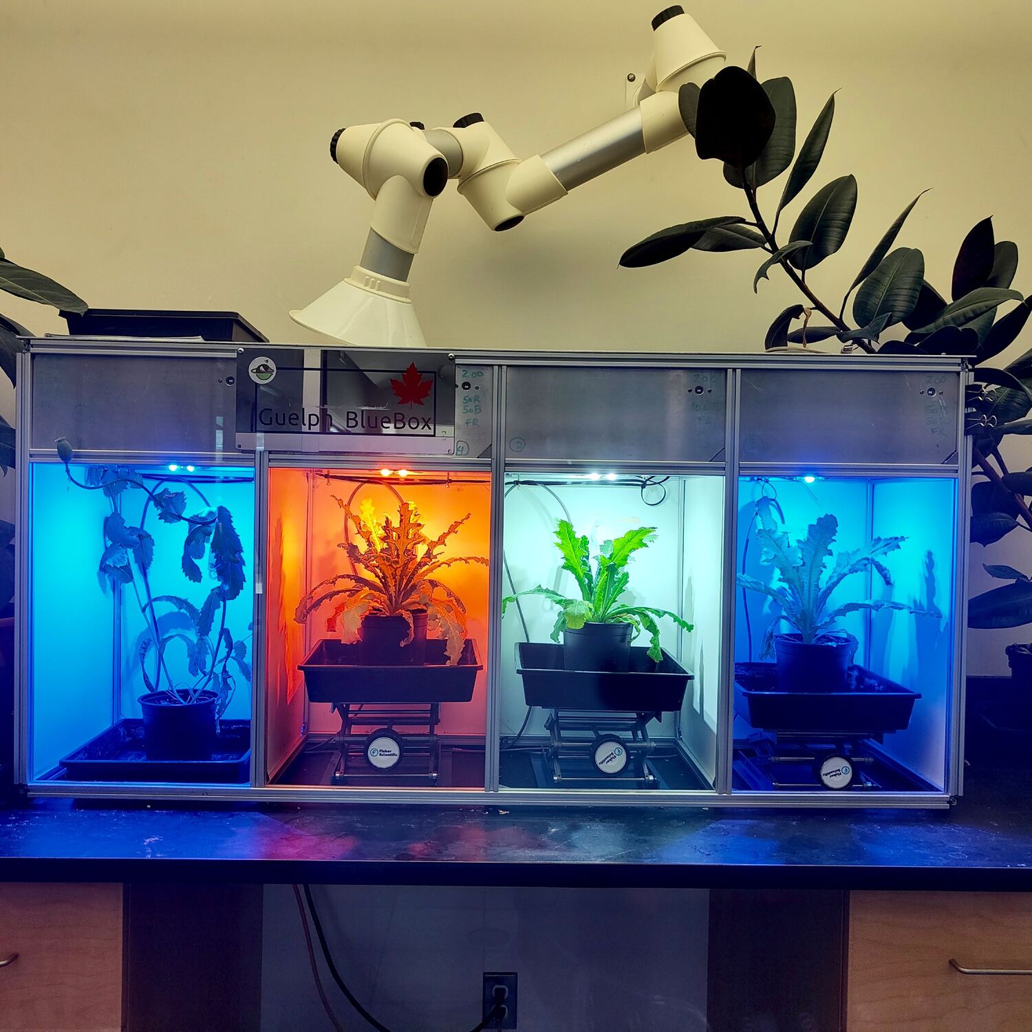 Radieschen Mission in Guelph