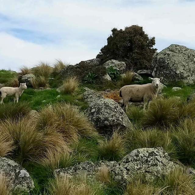 Gondola Walk NZ
