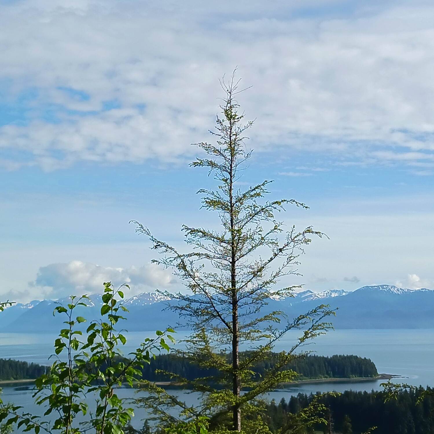 Disney Alaska Cruise 2024