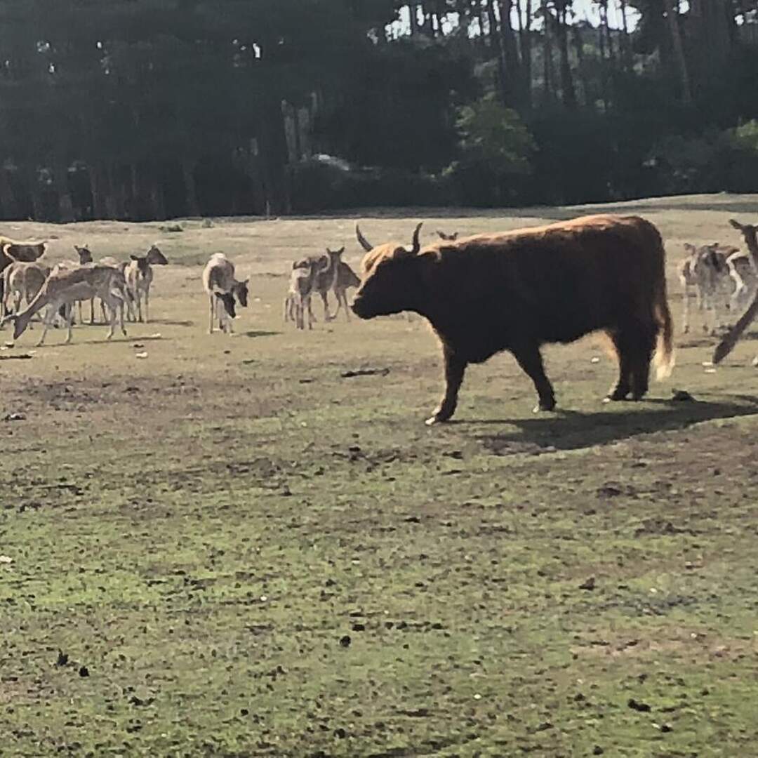 Safari Park