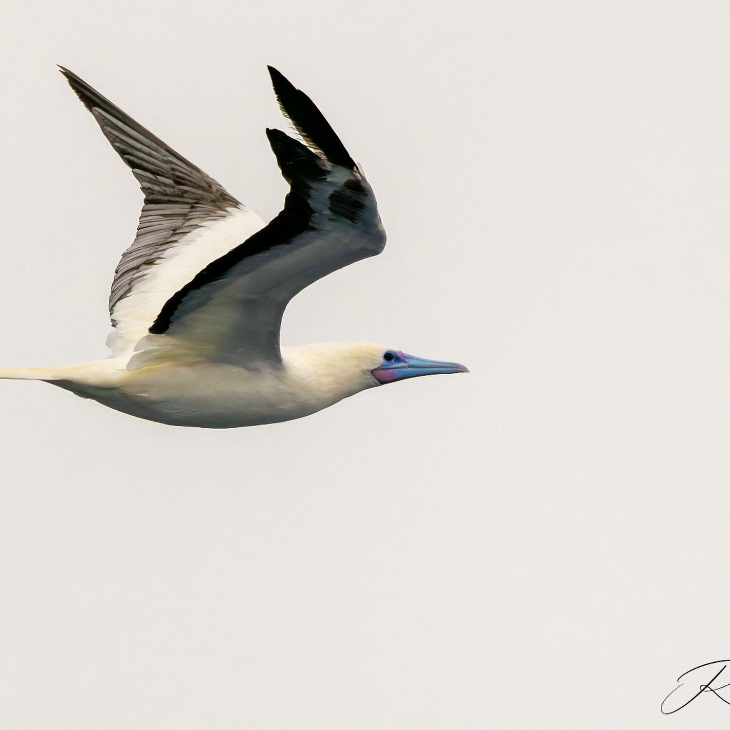 Viking World Cruise 2026