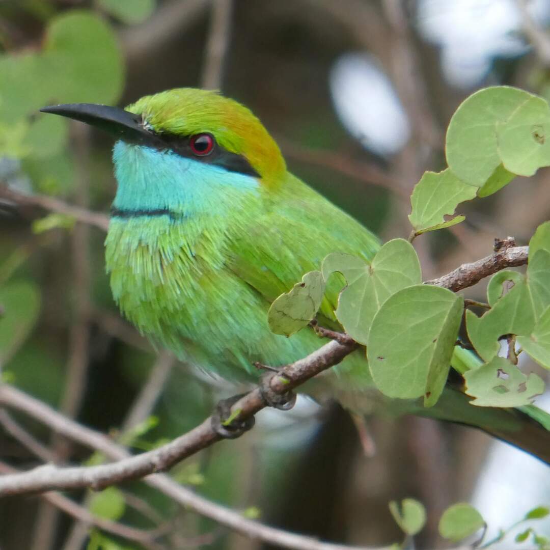 Sri Lanka