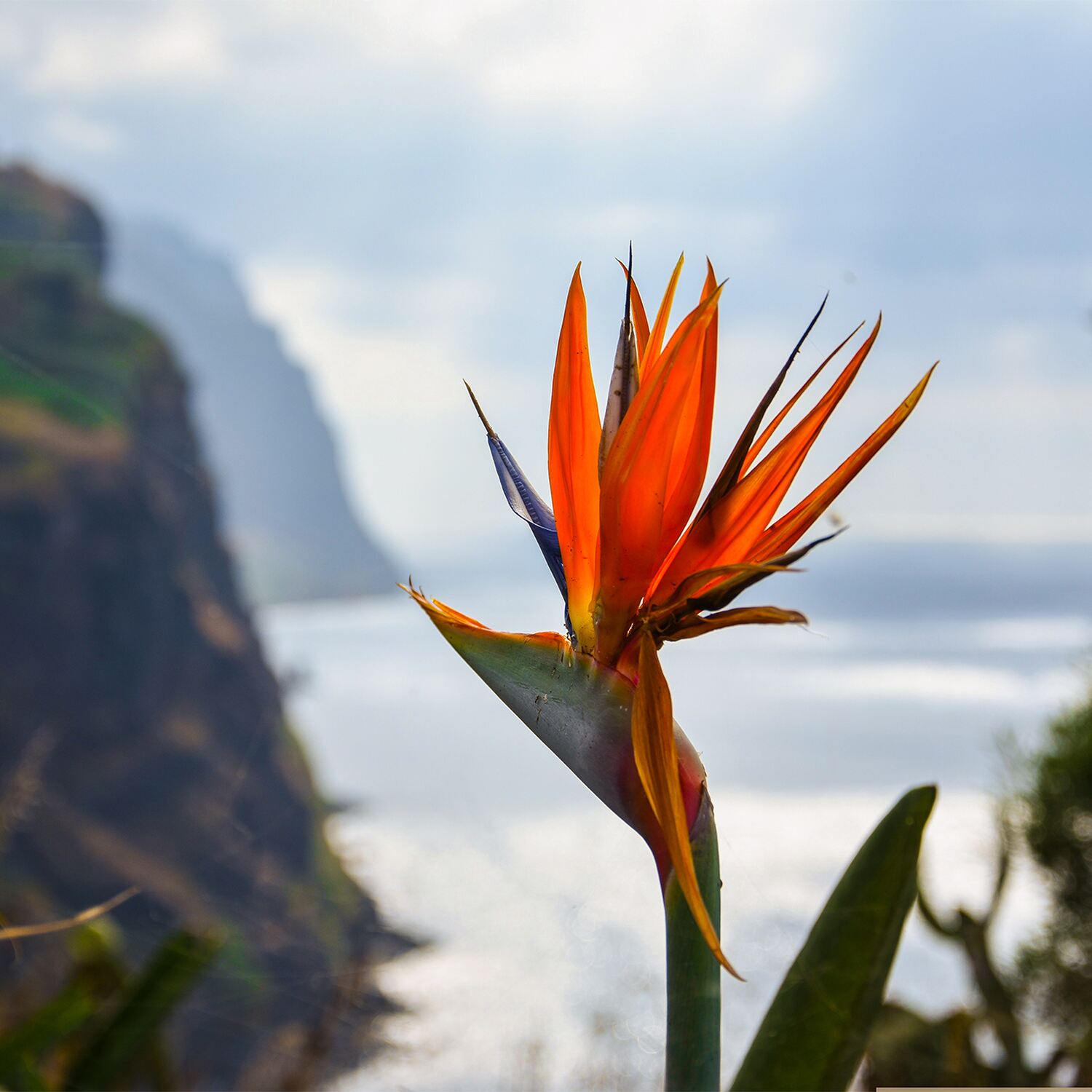 MADEIRA, das Hawaii Europas