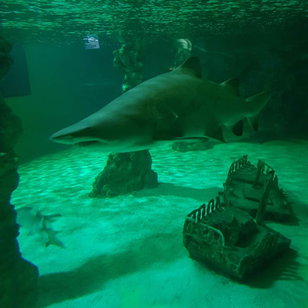 Aquarium Zella-Mehlis