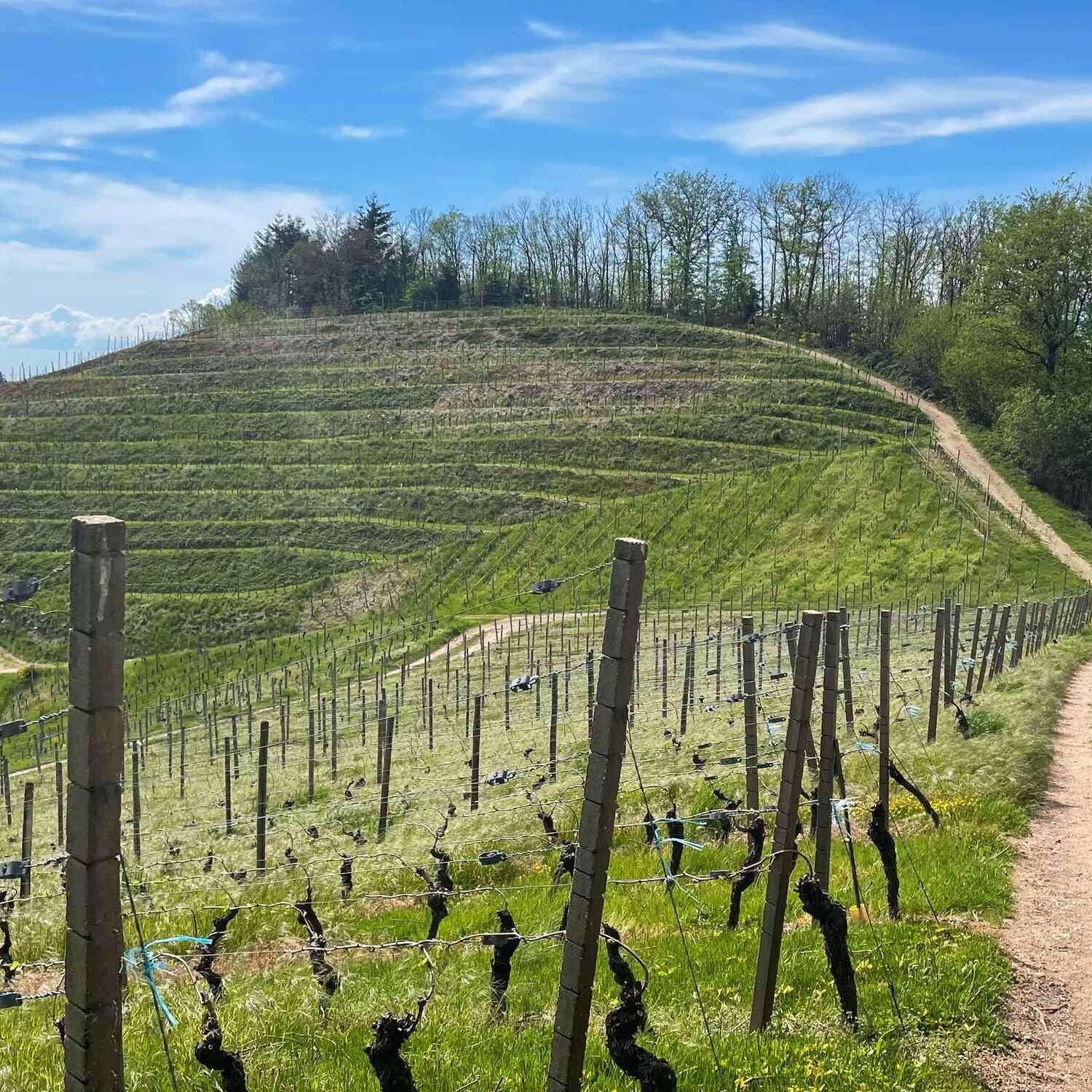 🇩🇪 Durbach, Baden-Württ. 21