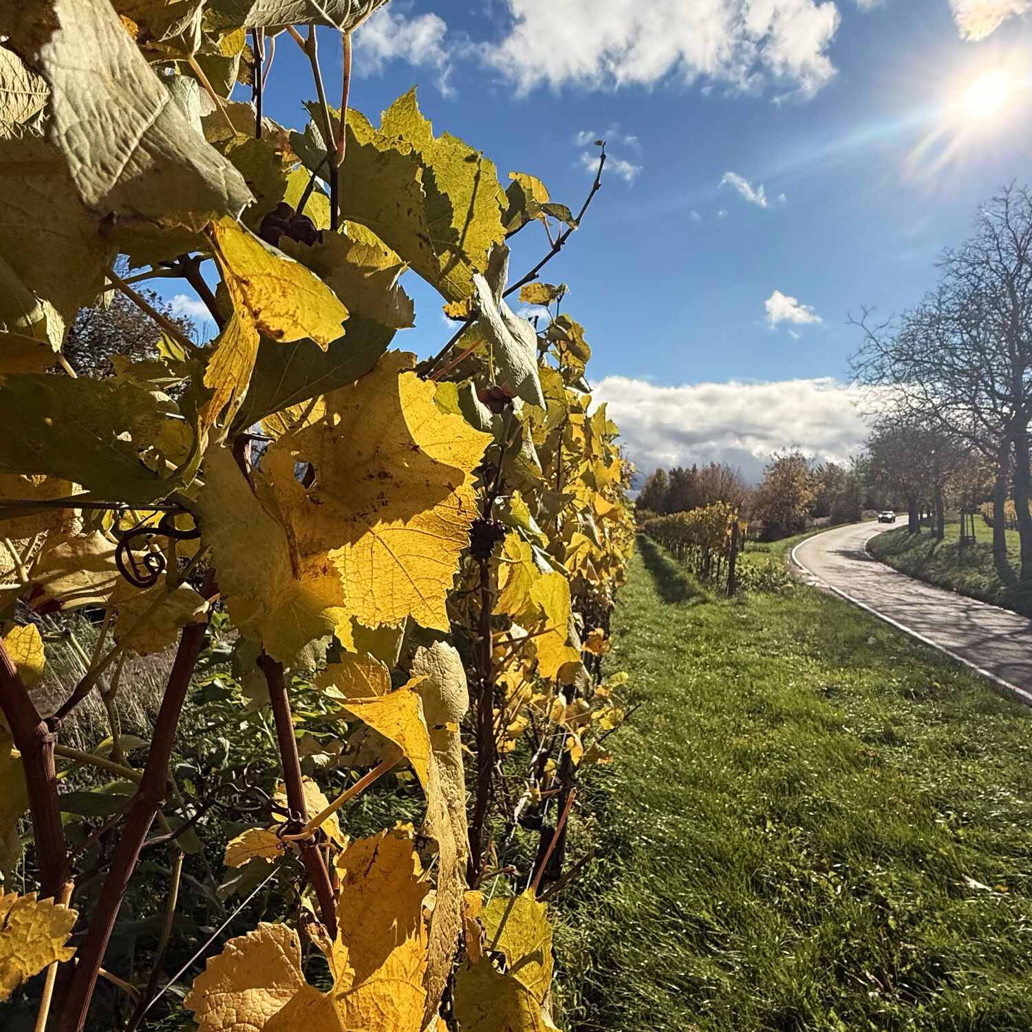 🇩🇪 Göcklingen, RP 25