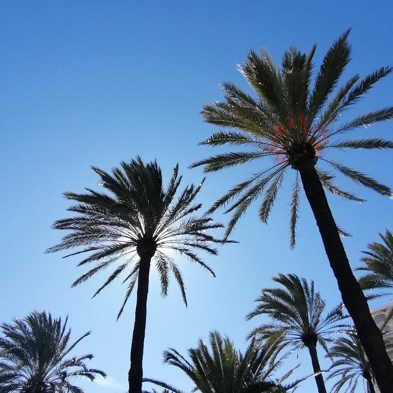 Winterreise nach Cullera