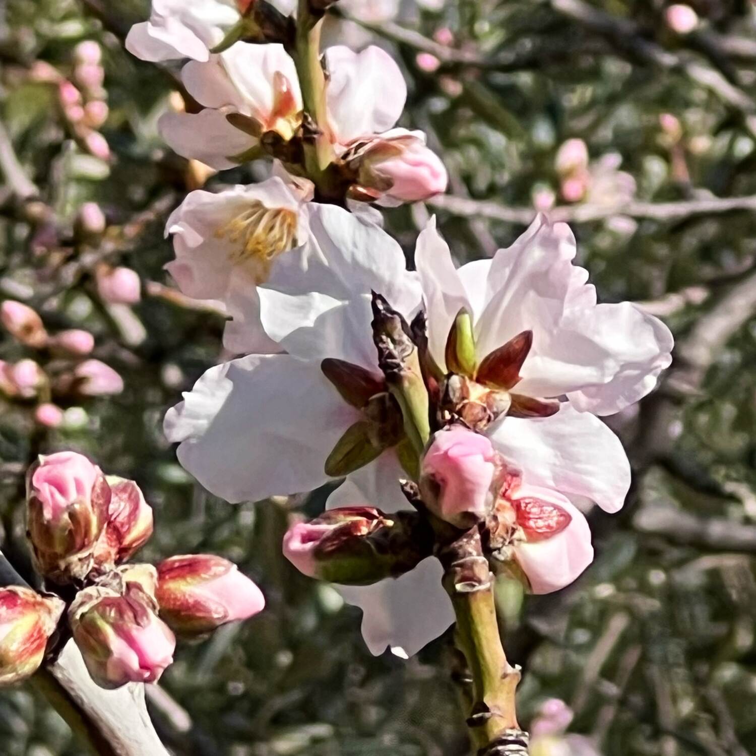 Mandelblüte auf Mallorca